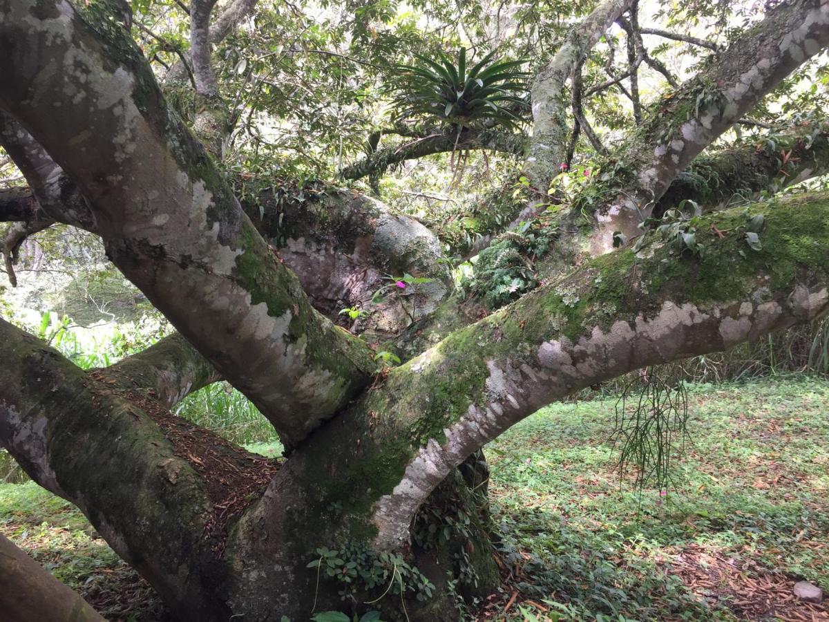 Glamping El Arbol En La Casa Villa San Antonio del Tequendama Kültér fotó