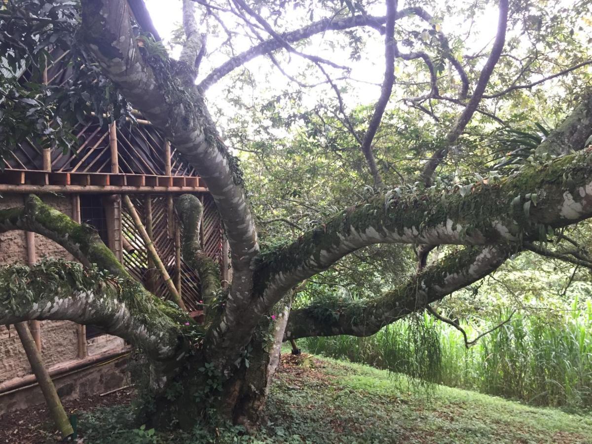 Glamping El Arbol En La Casa Villa San Antonio del Tequendama Kültér fotó